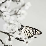 White butterfly